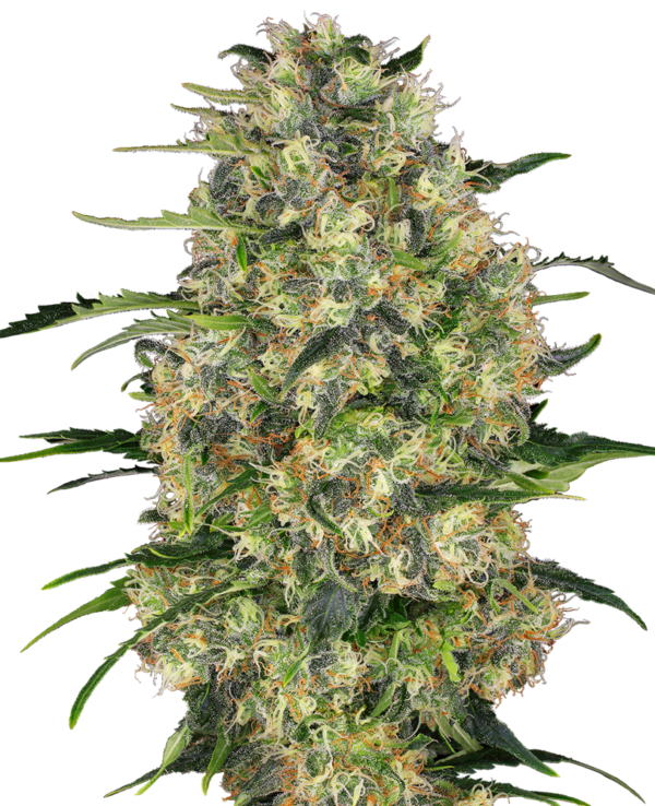 Black Domina Weed Strain EU