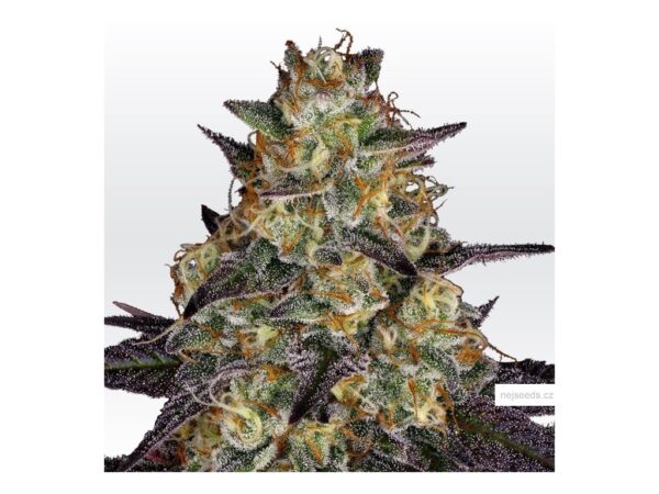 El Dorado Marijuana Strain EU
