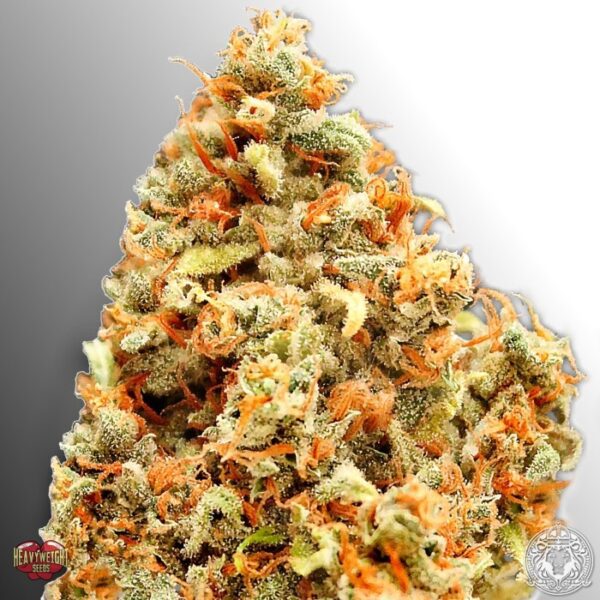 Monster Profit Weed Strain EU
