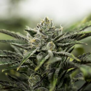 Buy Sativa Marijuana Strains EU