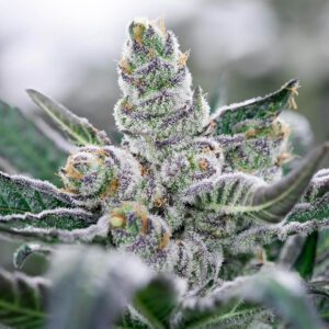 Hybrid Marijuana Strains EU